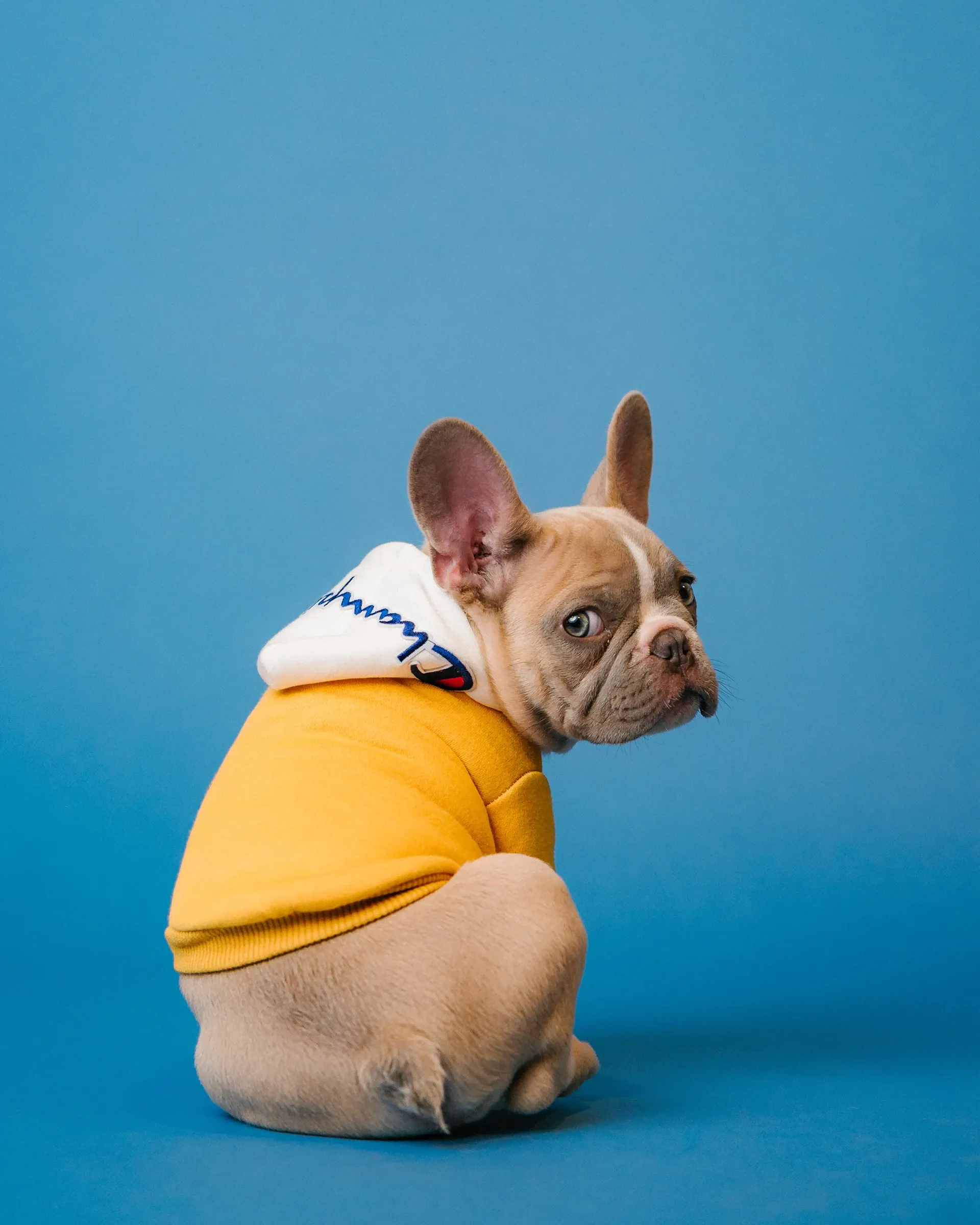 Modern lifestyle with pet and home essentials — a harmonious living space